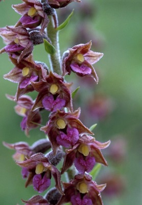 helleborine_50.jpg