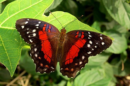 2094397122_4cfcc65b17_901.jpg