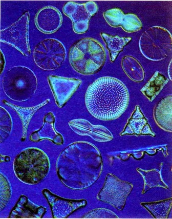 diatomel_501.jpg