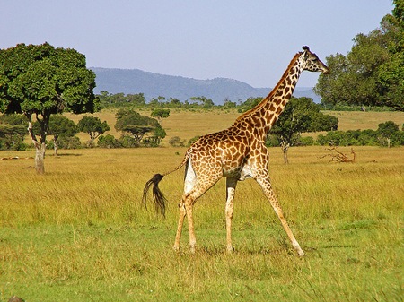girafe.jpg