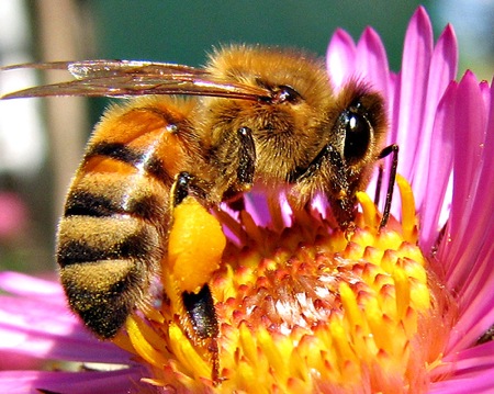 abeille-2_90.jpg
