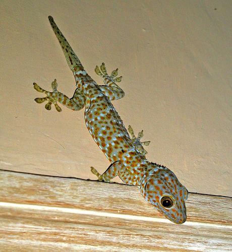 tokey-gecko-par-autan.jpeg