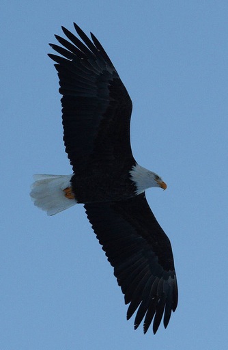 Aigle_80