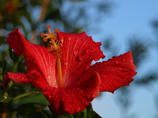 flower_2_bg_040304_50